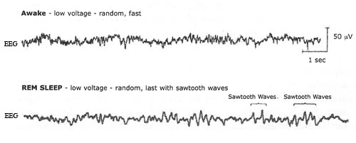 the five stages of sleep characteristics of non rem rem stages of sleep chart
