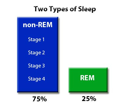 REM & non-REM: Two Types of Sleep