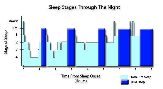 Sleep Phases Chart